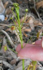 Drosera auriculata