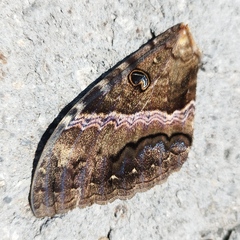 Ascalapha odorata