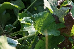 Petasites spurius