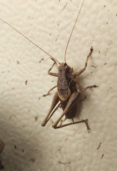 Pholidoptera griseoaptera