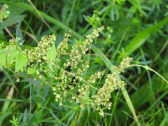 Fallopia convolvulus