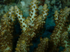 Acropora