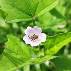 Apinae