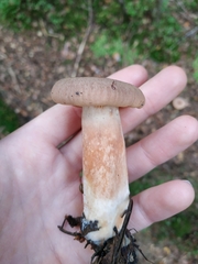 Lactarius helvus