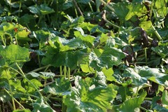 Petasites spurius