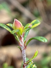 Hibbertia monogyna