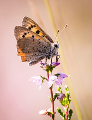 Lycaena