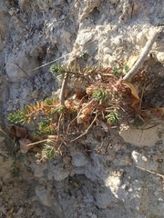 Euphorbia petrophila