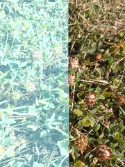 Trifolium fragiferum