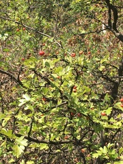 Crataegus monogyna
