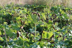 Petasites spurius