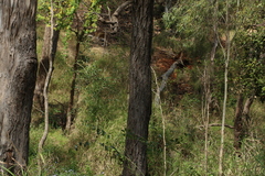 Eucalyptus melanophloia