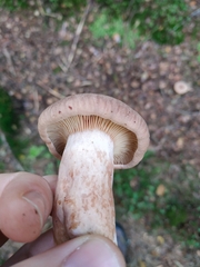 Lactarius helvus
