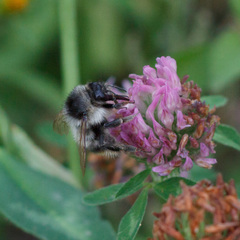 Bombus sylvarum