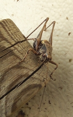 Pholidoptera griseoaptera