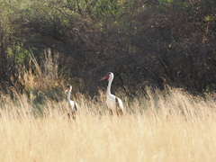 Bugeranus carunculatus