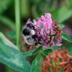 Bombus sylvarum