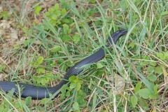 Pseudechis porphyriacus