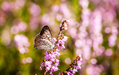 Lycaena tityrus