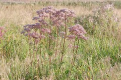 Valeriana officinalis