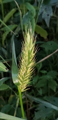 Setaria pumila
