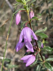 Tetratheca thymifolia