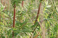 Valeriana officinalis