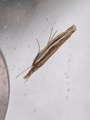 Agriphila