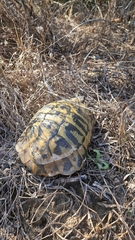 Testudo hermanni