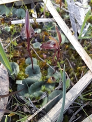 Cyrtostylis reniformis