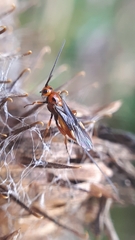 Hymenoptera