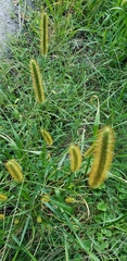 Setaria pumila