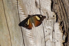 Vanessa itea
