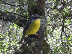 Eopsaltria australis