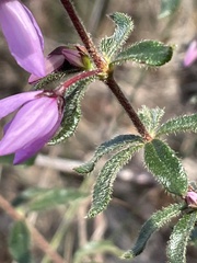 Tetratheca thymifolia