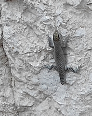 Dalmatolacerta oxycephala