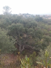 Quercus rotundifolia