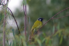 Nesoptilotis leucotis
