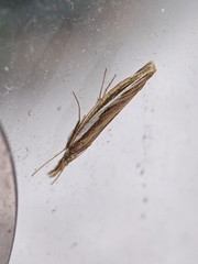 Agriphila