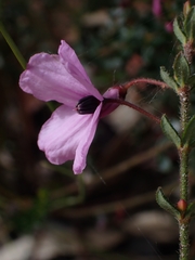 Tetratheca thymifolia