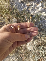 Dianthus marschallii