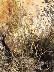 Linum lewisii