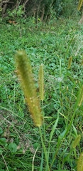 Setaria pumila