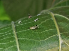 Eucallipterus tiliae