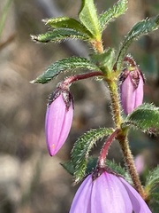 Tetratheca thymifolia