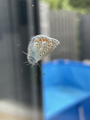Polyommatus icarus