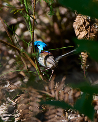 Malurus lamberti