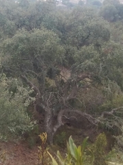 Quercus rotundifolia