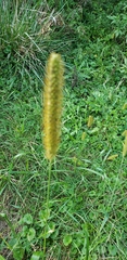 Setaria pumila