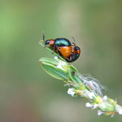 Gastrophysa polygoni